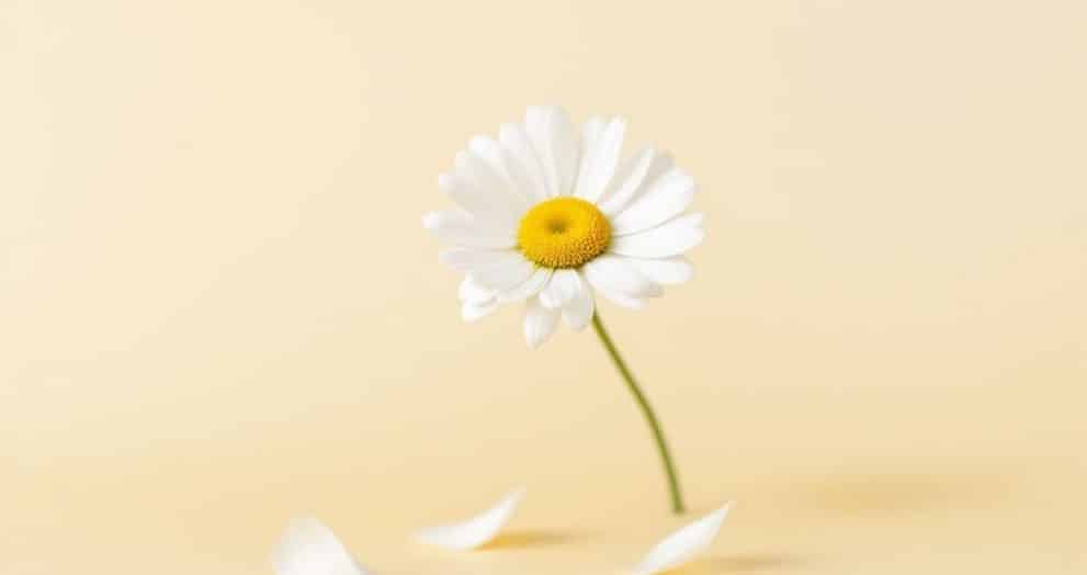korean skin care