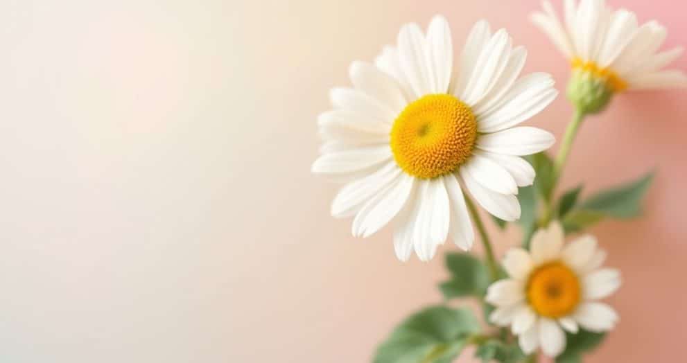 korean skin care